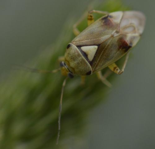 Réf. 243 638 : Lygus sp.